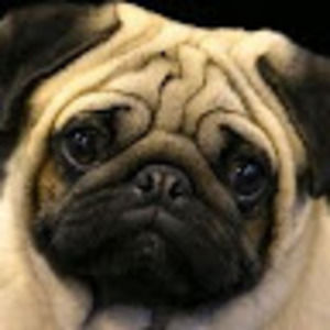 Meet your Posher, Chubby pug